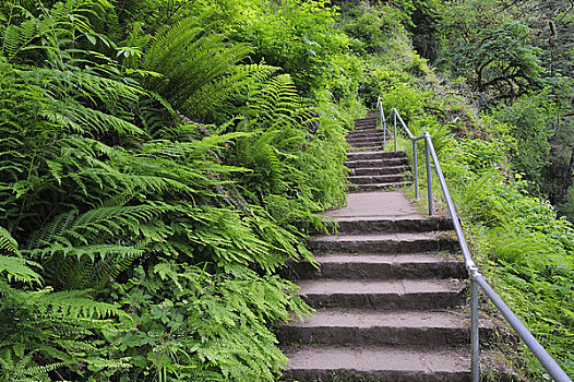 台阶,银色瀑布州立公园,马里恩县,俄勒冈,美国