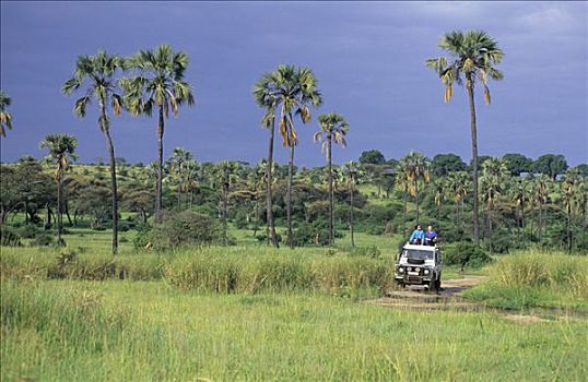 路虎,土路,塔兰吉雷国家公园,坦桑尼亚