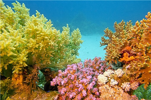 彩色,珊瑚礁,软珊瑚,热带,海洋