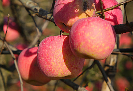 山东省日照市,苹果红了果农笑了,苹果园里处处透着丰收的喜悦