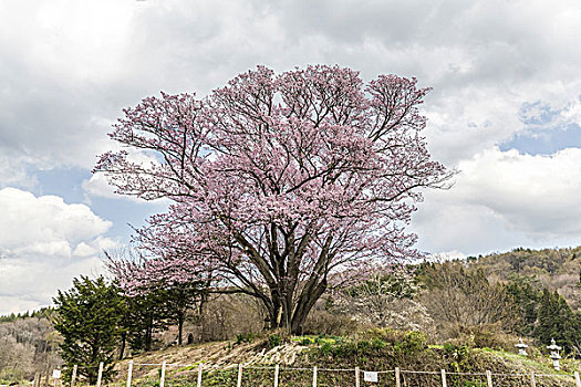 樱桃树,长野,日本