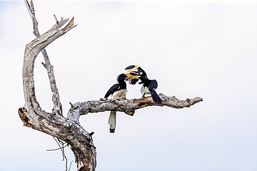 斯里兰卡珍稀鸟类冠斑犀鸟