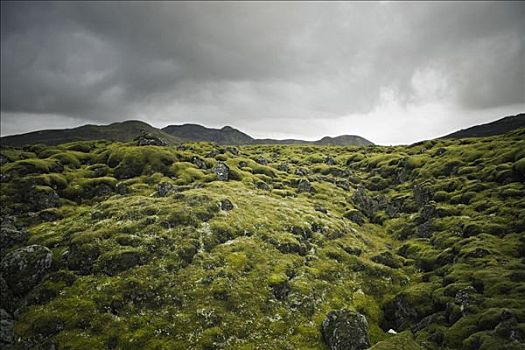 苔藓,上方,熔岩原,冰岛