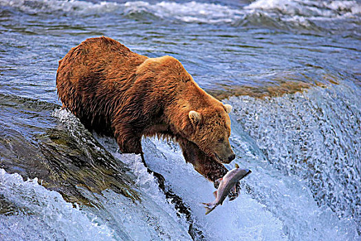 大灰熊,棕熊,成年,捕获,三文鱼,水,布鲁克斯河,卡特麦国家公园,保存,阿拉斯加,美国,北美