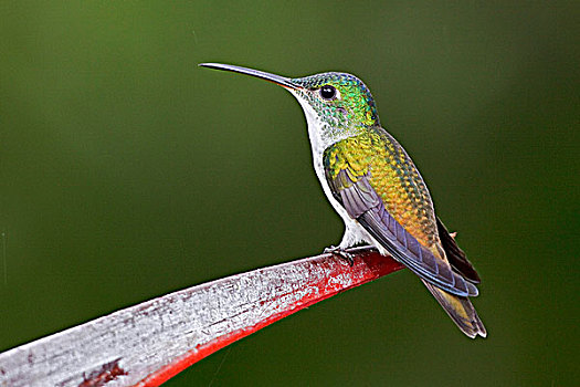 安第斯,翠绿色,蜂鸟,栖息,枝条,厄瓜多尔