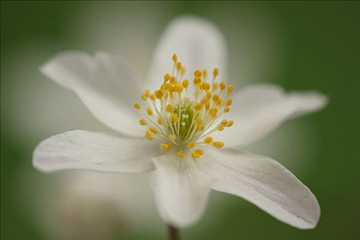 白头翁,银莲花属,花,荷兰