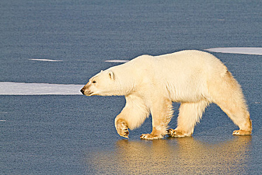 北极熊,走,冰冻,水塘,丘吉尔市,野生动物,管理,区域