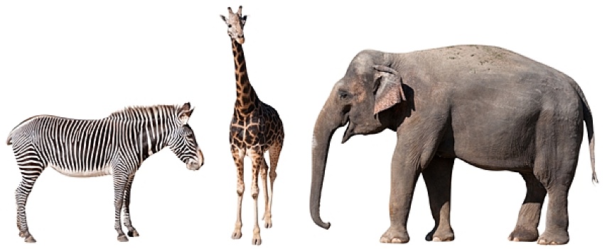 斑马,长颈鹿,大象