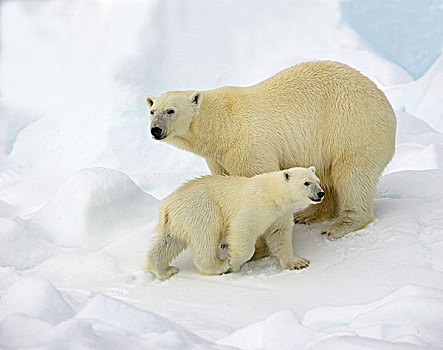 北极熊,幼兽,斯瓦尔巴特群岛,挪威