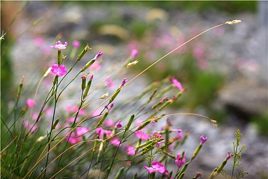 石竹类植物,花