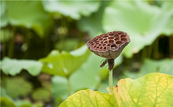 荷花,水果