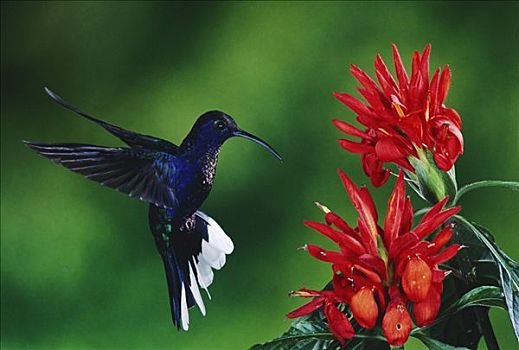 紫罗兰,蜂鸟,蒙特维多云雾森林自然保护区,哥斯达黎加