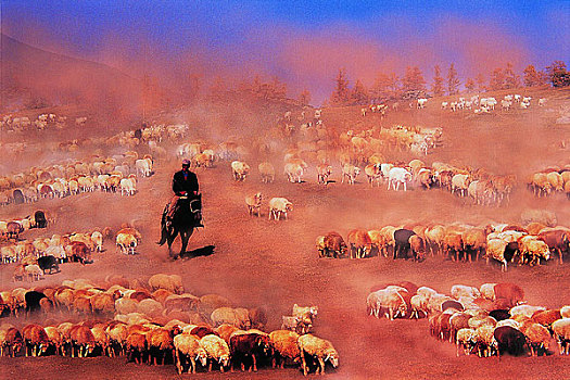草地,新疆,绵羊