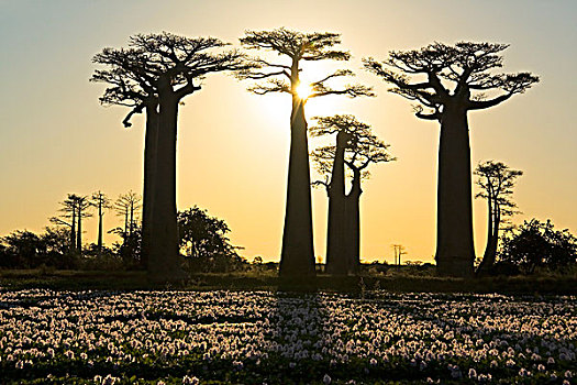 猴面包树,百合,日落,穆龙达瓦,马达加斯加