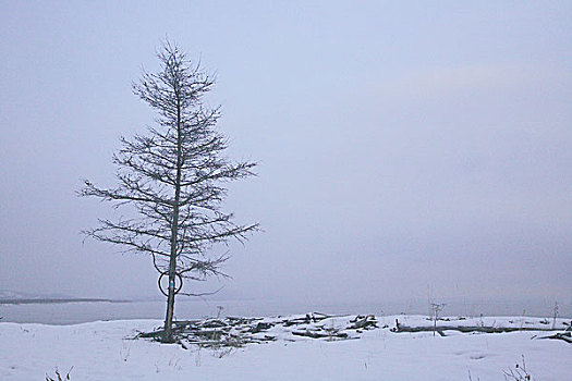 骨骼,树,站立,湖,贝加尔湖,遮盖,清新,雪,早,下午,西伯利亚,俄罗斯