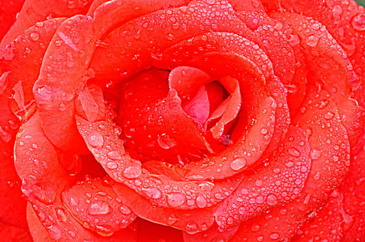 玫瑰,粉色,花,特写,水滴