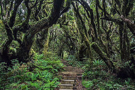 小路,楼梯,雨林,艾格蒙特国家公园,攀升,塔拉纳基,北岛,新西兰,大洋洲