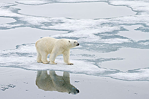 北极熊,成年,站立,海冰,斯匹茨卑尔根岛,斯瓦尔巴特群岛,挪威,欧洲