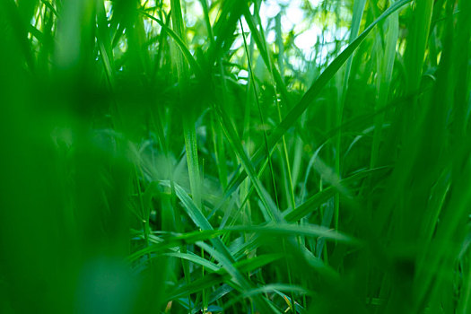 初夏鲜嫩的绿草