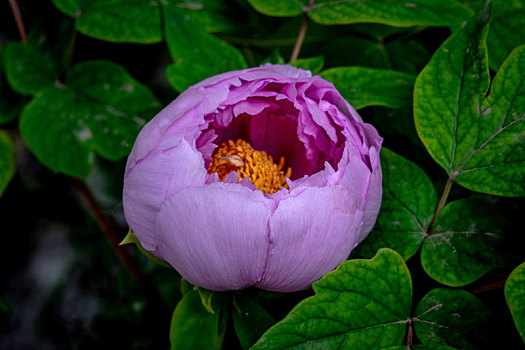 牡丹,洛阳牡丹,花,洛阳,牡丹花,双子叶植物,芍药科,芍药属,植物,多年生,落叶,灌木,花中之王,栽培,国花,中国十大名花,木本,花卉,自然生长,人工栽培,盛开,国色,花开,京城,第39届中国洛阳牡