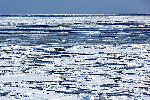 北海道海豹