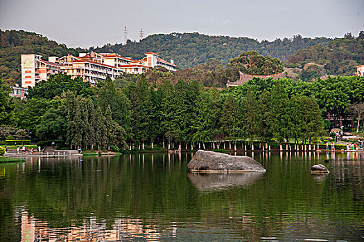 福建厦门市厦门大学,思明校区,校园湖畔黑天鹅