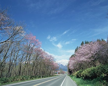樱花,东京大学,北海道,树林