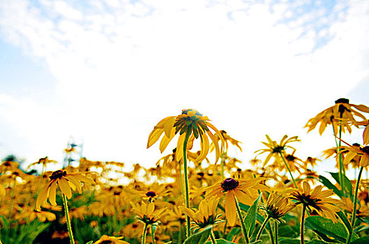阳光下的黄色雏菊