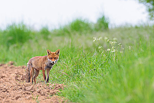 红狐,狐属,黑森州,德国