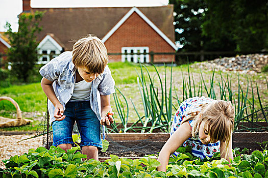 男孩,女孩,站立,蔬菜,床,花园,蔬菜采摘