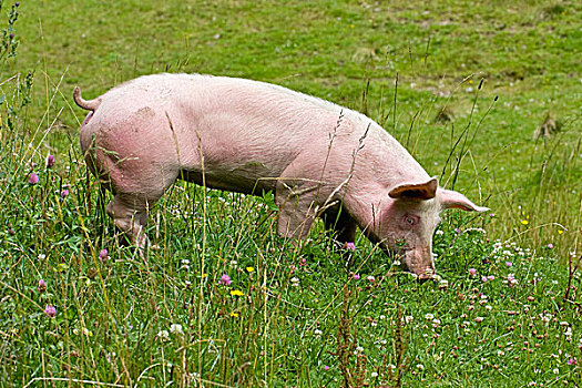 猪,草地