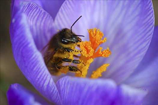 蜜蜂,授粉,藏红花
