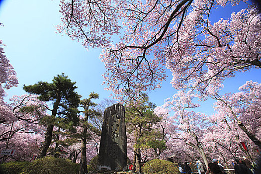 樱花,城堡