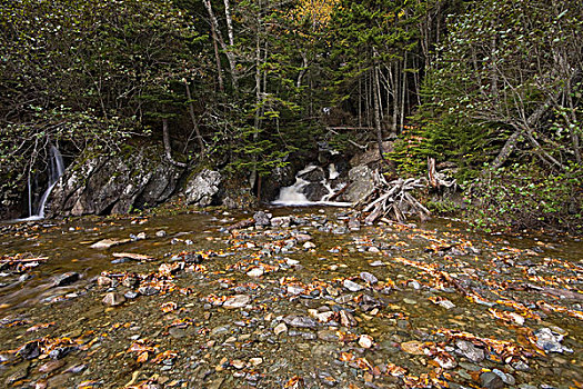 小,瀑布,芬地湾国家公园,新布兰斯维克,加拿大