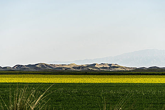 高原油菜花