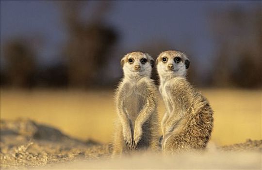 猫鼬,沼狸,细尾獴属,卡拉哈迪大羚羊国家公园,卡拉哈里沙漠,南非