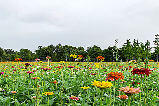 花丛