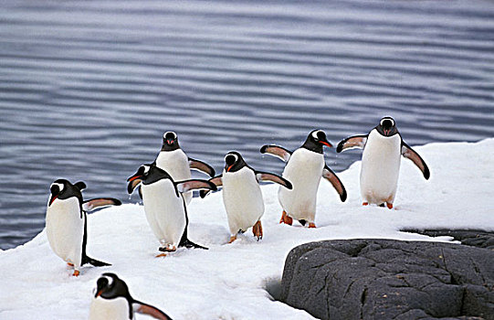 巴布亚企鹅,球队,团队,群体,群,多,站立,冰原,岛屿