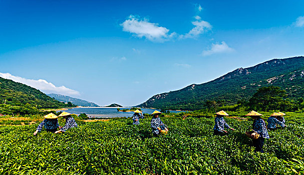 连云港市后云台山茶田景观