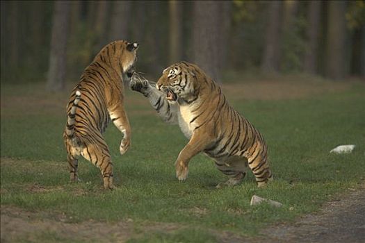 虎,一对,争斗