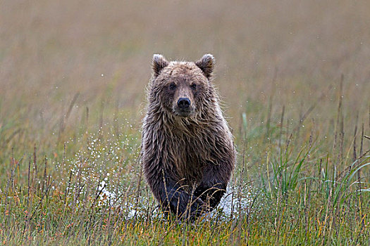 大灰熊,棕熊,幼兽,浅水,克拉克湖,国家公园,阿拉斯加