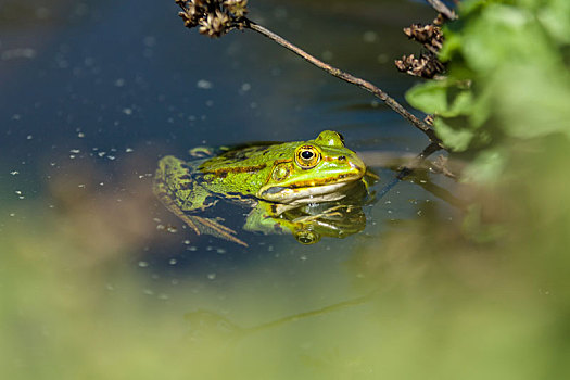 湿地,青蛙,漂浮,水