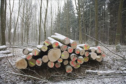 树林,冬天,靠近,北莱茵威斯特伐利亚,德国,欧洲