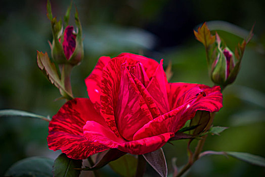 唯美月季花,美轮美奂月季花