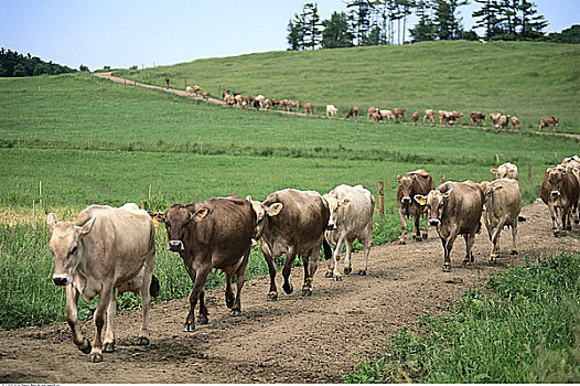 母牛,走,小路,地点,佛蒙特州,美国