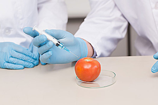 科学家,工作,西红柿
