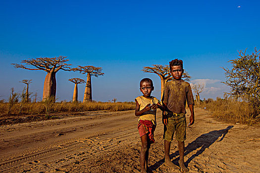 马达加斯加穆龙达瓦morondava猴面包树baobab