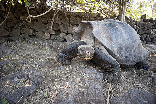 加拉帕戈斯巨龟,加拉帕戈斯群岛,厄瓜多尔