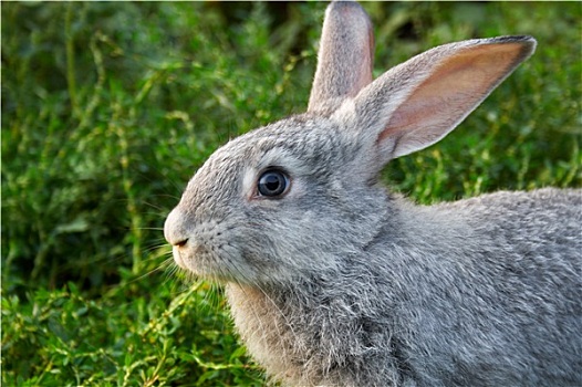 灰色,兔子