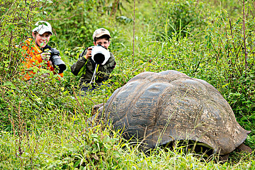 厄瓜多尔,加拉帕戈斯,高地,孩子,摄影师,挨着,野生,球顶,龟,本土动植物,象龟属,草,栖息地,大幅,尺寸